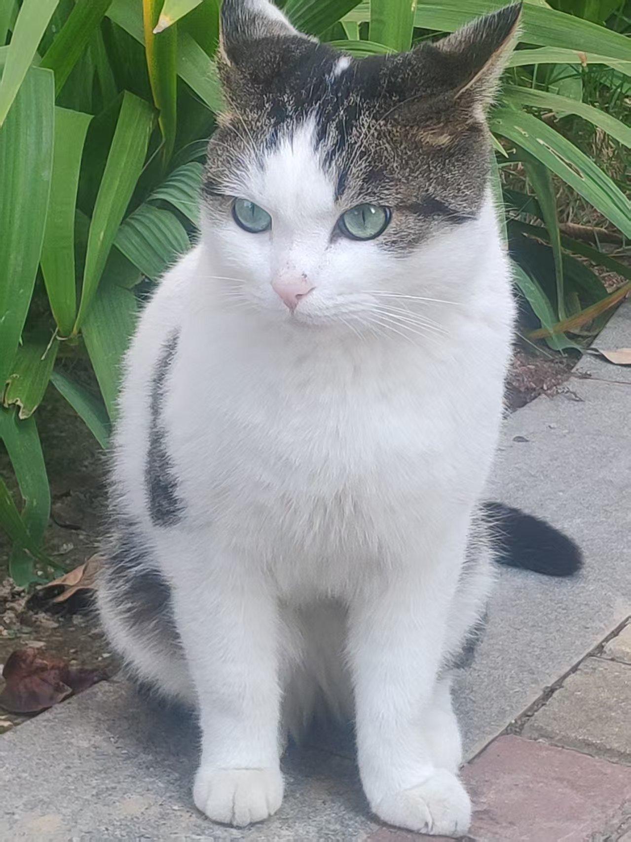 有灵性的流浪猫老婆地下室的窗户下面给小区的流浪猫放点猫粮和水有些