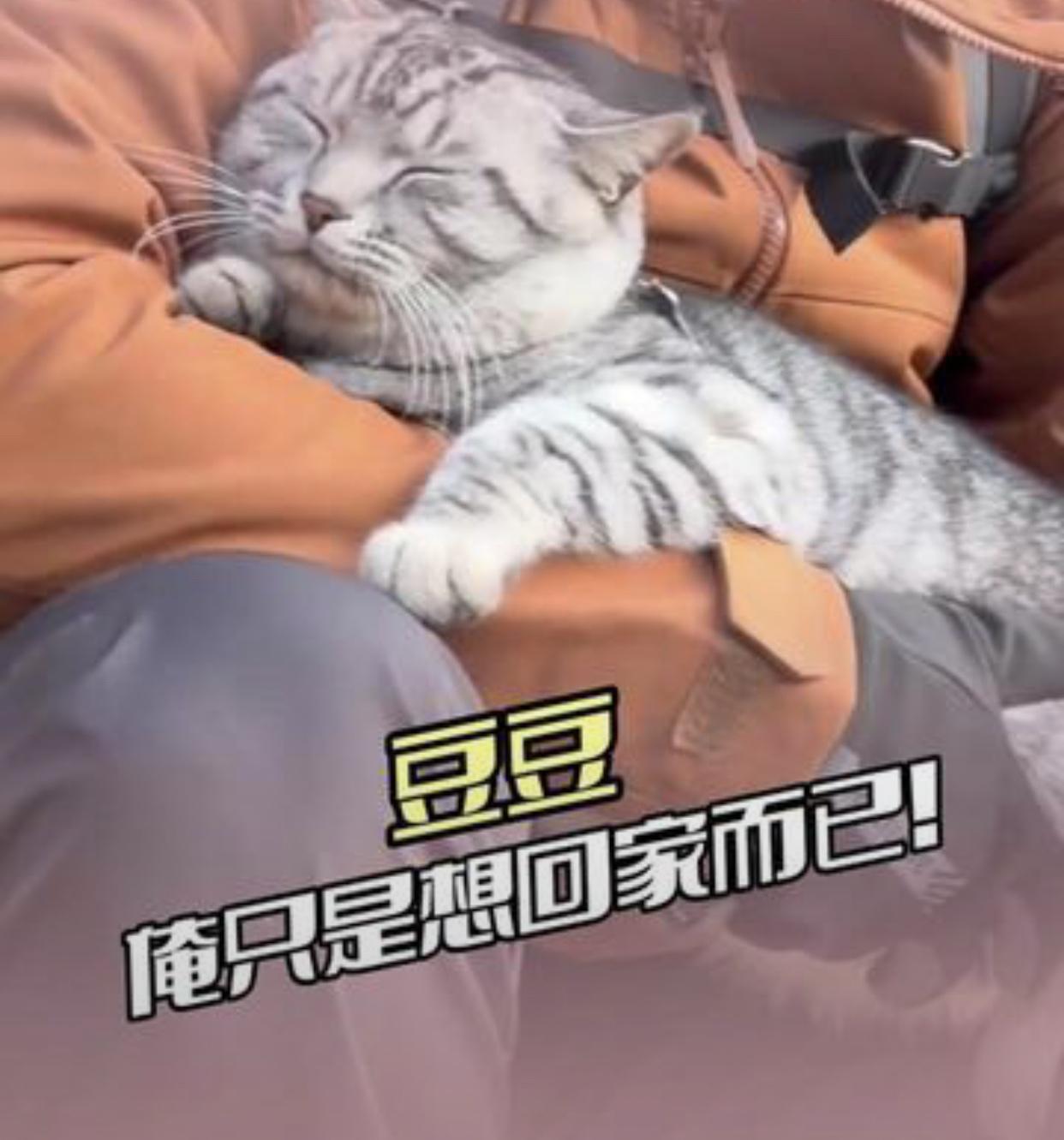 “笑不活了！”近日，河南，一男子到南太行爬山，到达绝望坡时发现了一只猫咪，以为小