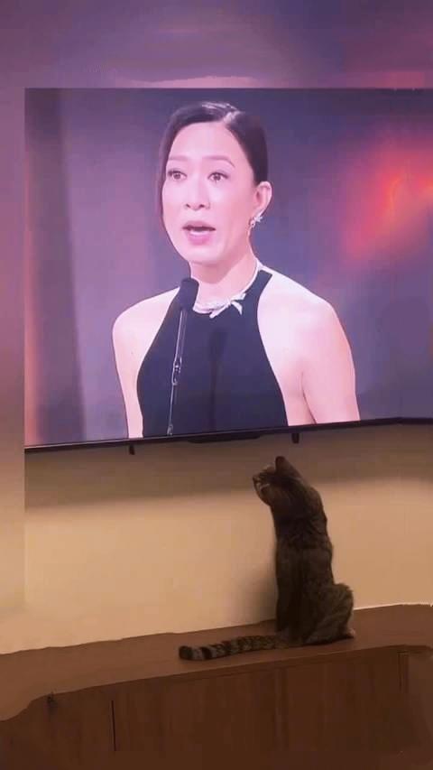 Man姐，连猫都为你痴迷行走的猫姐