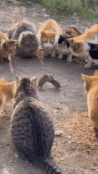 两只老鼠打架，一群小猫围观真奇特