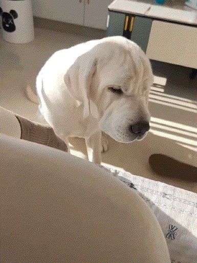 狗子:辣眼睛啊！