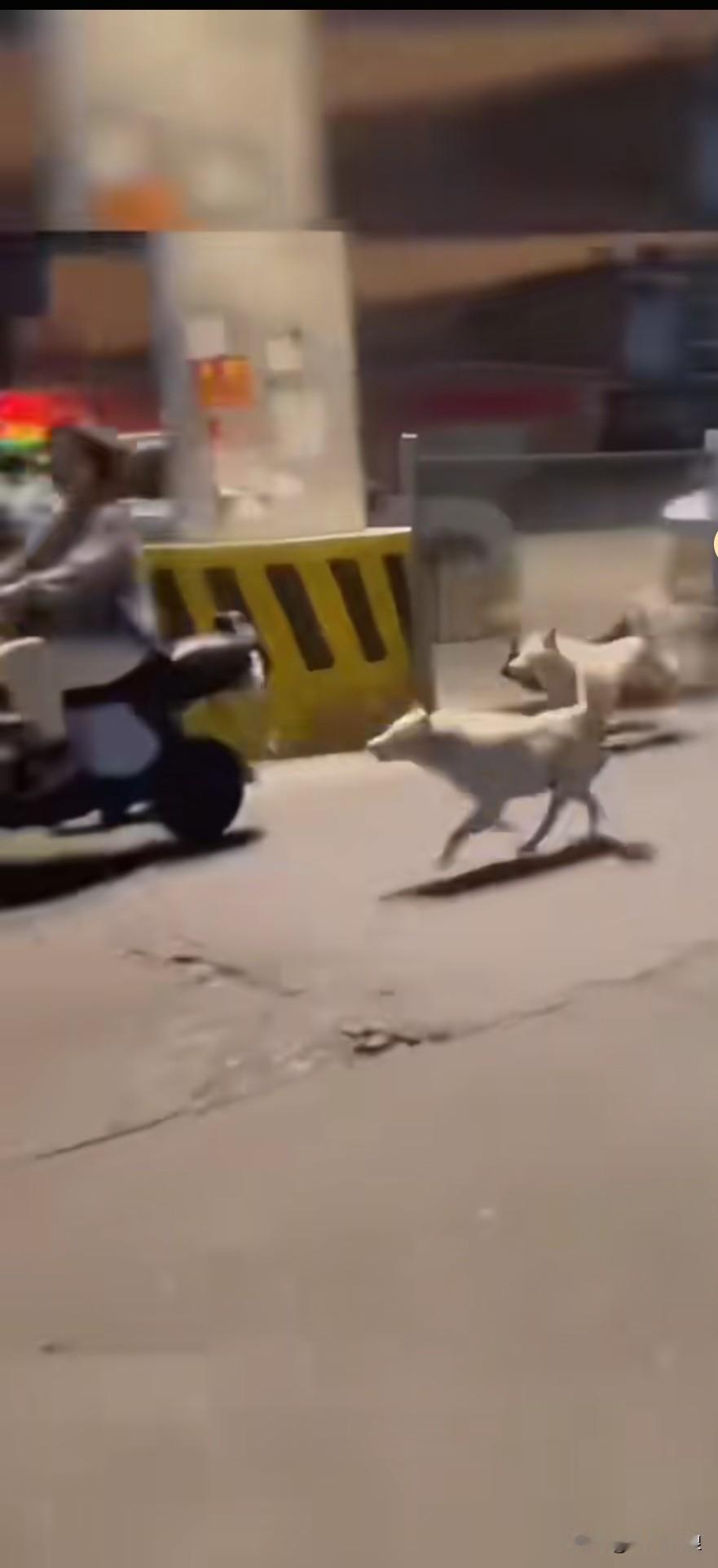 有人举报，路过某村庄时，总有几条恶狗追着摩托车跑，把人吓得胆战心惊。为教训这几条