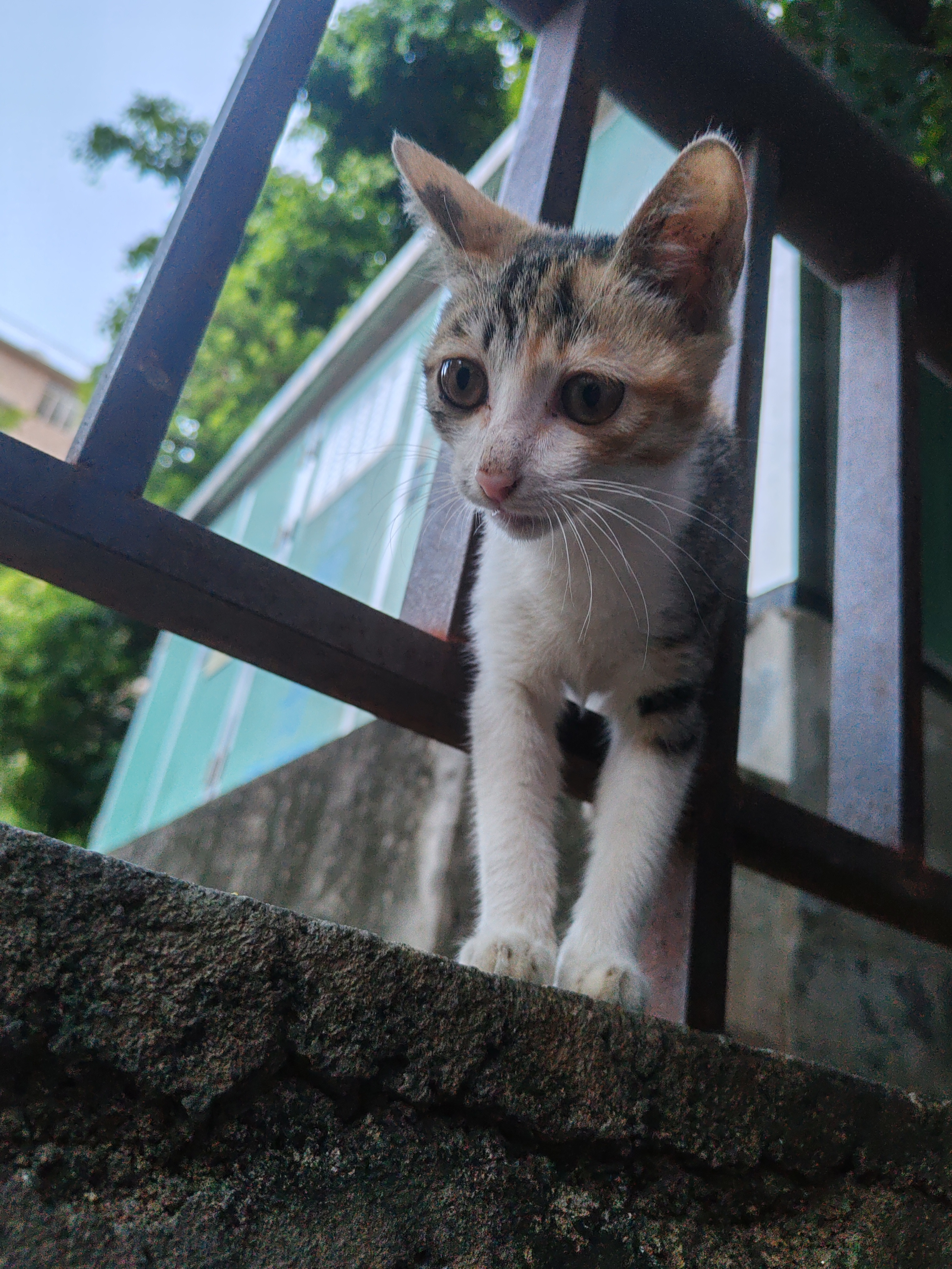 遛狗遇到了昨天喂过的小猫，一点都不怕人，可以摸摸～可惜这次没带吃的，下次遛狗可以