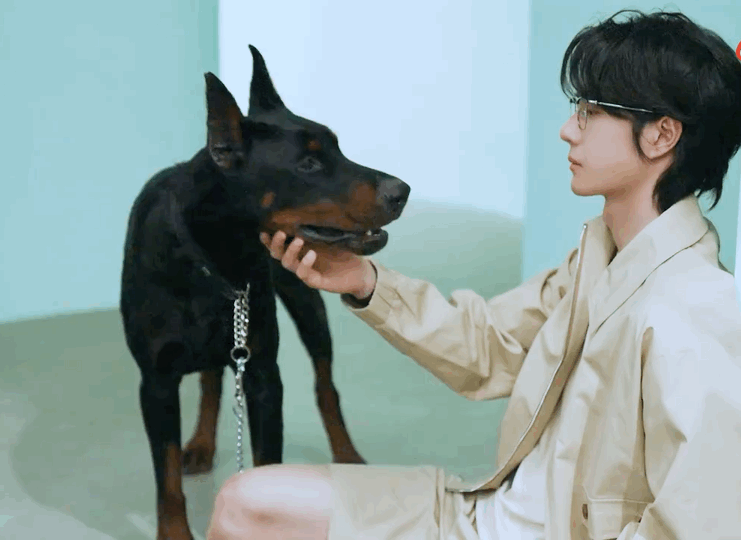 王一博牵杜宾犬王一博撸狗花絮来啦王一博撸狗花絮​​​