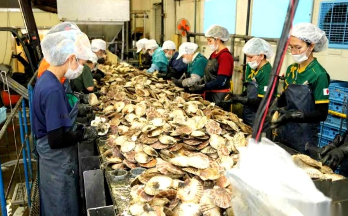 排了三年，整整15万吨核污水倒进海里！你以为日本渔业早凉透了？海鲜全烂在港口没