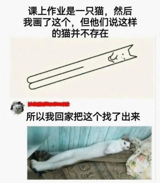 为了验证我拿出了我家猫