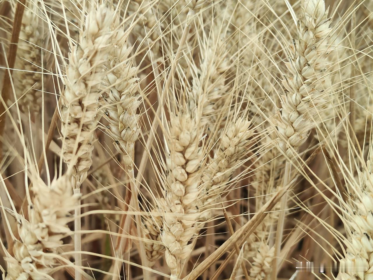 夏日生活打卡季这几个小麦品种，今年表现比较好，大家可以放心种。百农207、济麦4