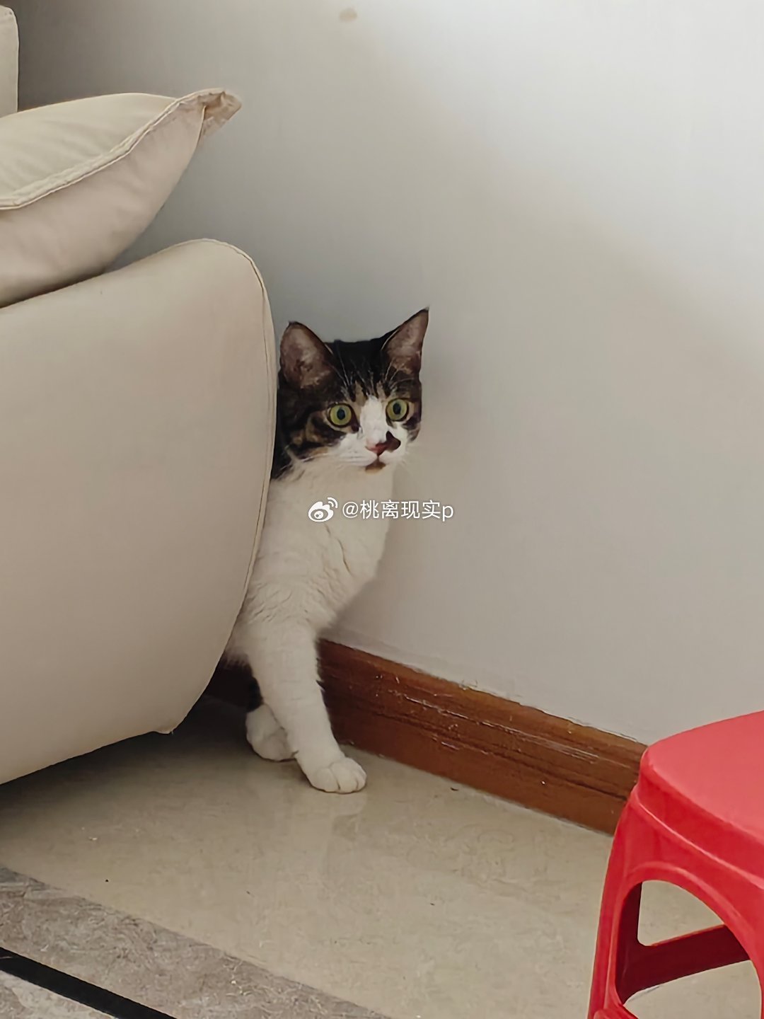 有人想要养黑猫和狸花猫么，广州的我可以送过去很乖很粘人。。因为老大应激了黑猫是流