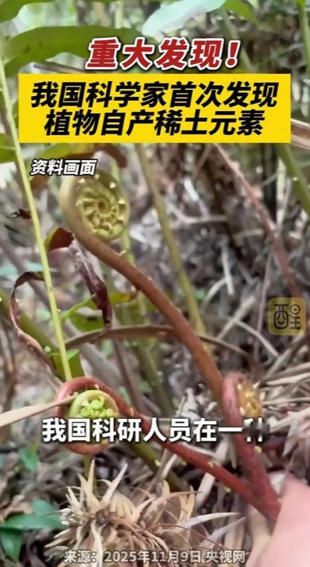 国运来了挡都挡不住！平时随处可见的乌毛蕨，被我国科研人员一研究，直接炸出世界级大