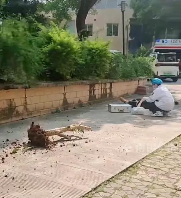 真是一瞬间的疏忽，毁了两个家！柳州一位六十多岁的大爷韦某，在自家楼顶挪棵树，