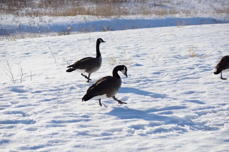 七律·立冬感怀雁影南辞水始寒，疏林落木晓霜残。阶前菊老香犹在，篱下梅疏蕊