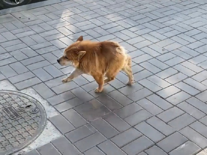 第一次用拥挤来形容一只狗
