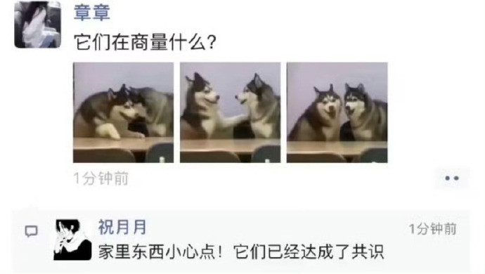 来自二哈的死亡微笑