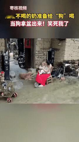 金毛狗狗太失望了，说好了宝宝不喝了给狗狗喝，怎么让别人喝了，狗狗都气走了。狗狗
