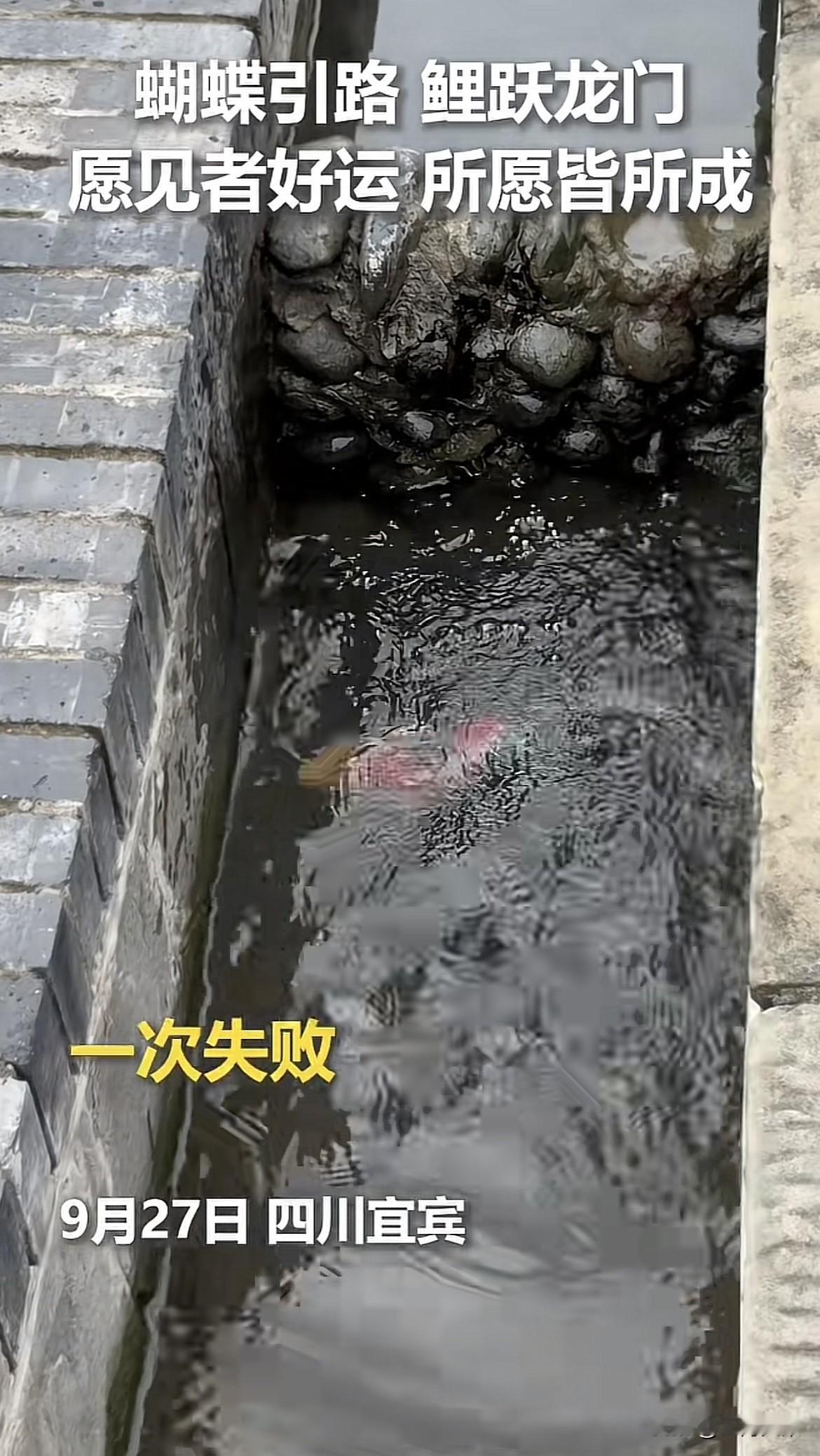 四川，女生逛公园时，突然听到旁边水沟有动静，走近一看，竟然是一条锦鲤，被一堵石头