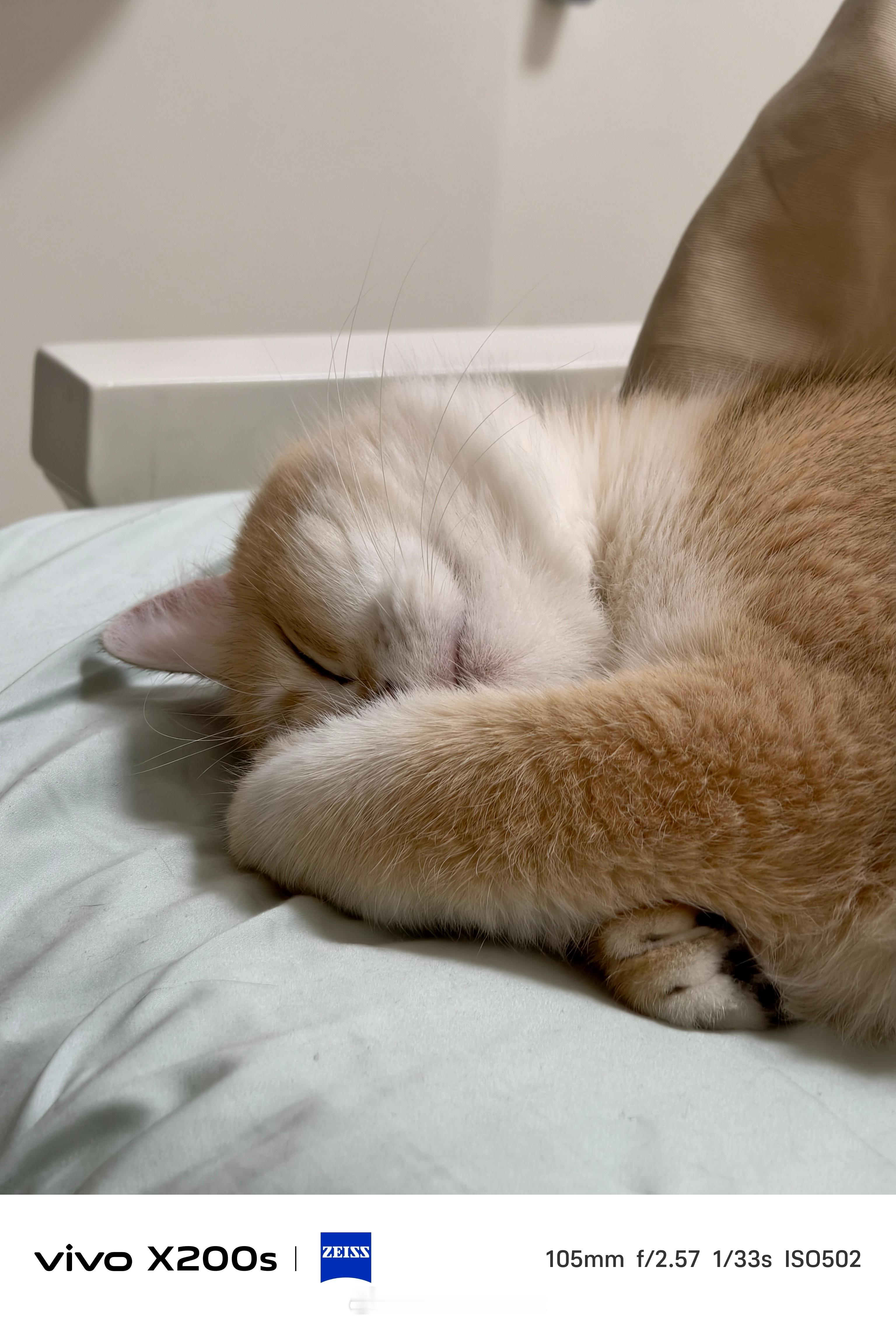 小猫翘着二郎腿睡觉睡觉这么可爱的小猫，为什么打哈欠这么臭每次一张嘴我就