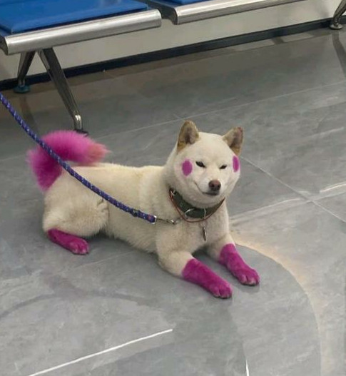 不得不说狗狗还是有点品位的