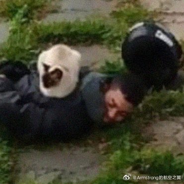 在一次逮捕行动中，一只猫决定趴在嫌疑人身上。
