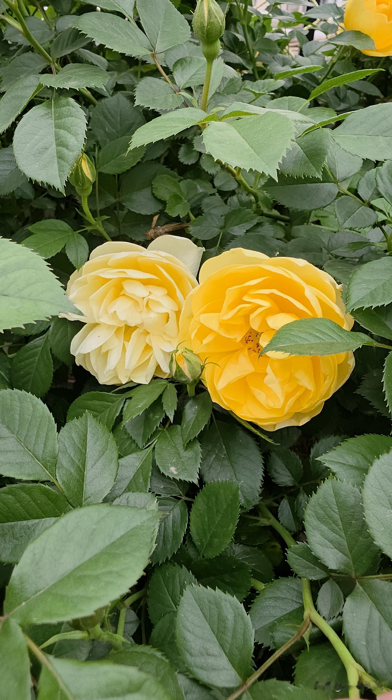 放弃老父亲的治疗！他正遭受良心的折磨，但这是理智的做法，我支持……昨天晚上，