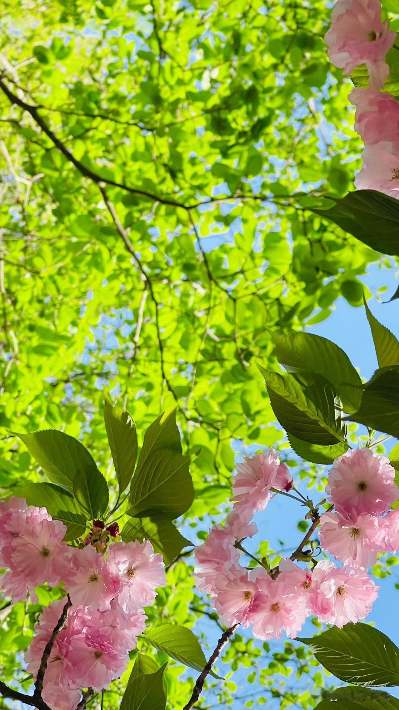人这辈子，拼的不是精明，是钝感力与松弛感！越来越明白：人生最好的状态，从来