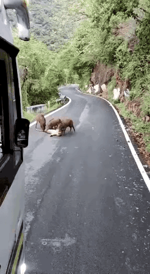野猪是杂食动物，攻击性极强，三头完胜一只豹子并不难。
