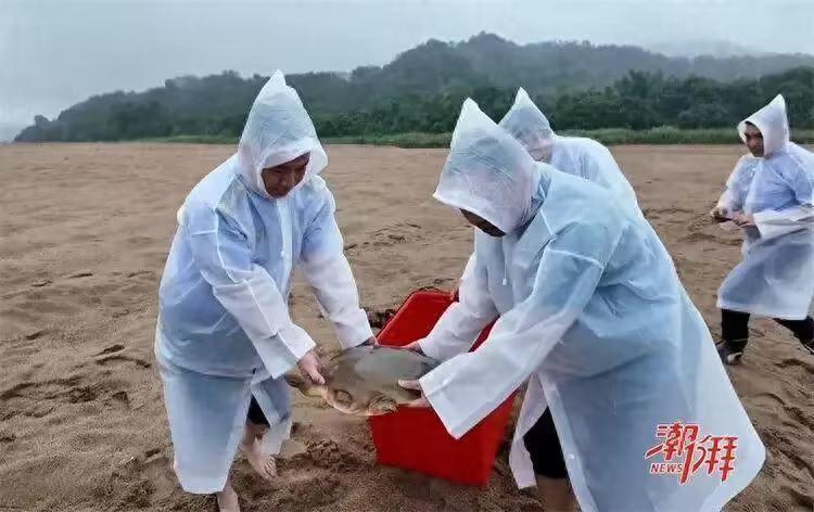 广东潮州的渔民可真是撞大运了！近日，有渔民在韩江潮州市区段收网时，捕到了“通天河