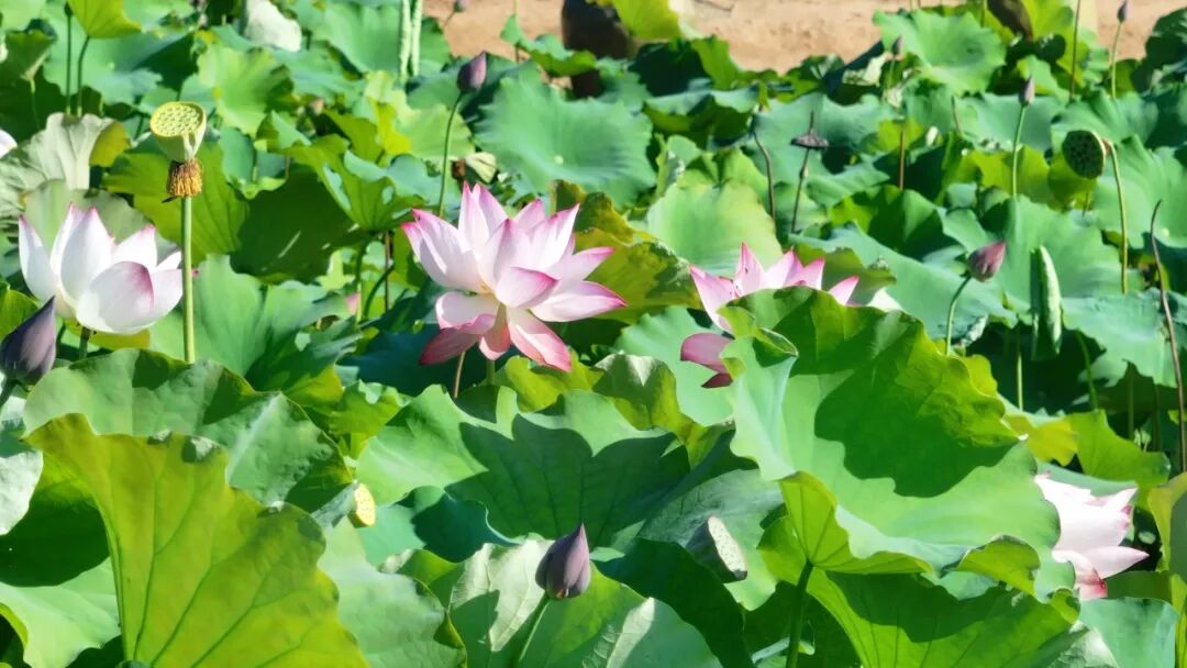 荷开正艳! 快来解锁西峡限定的夏日清欢~
