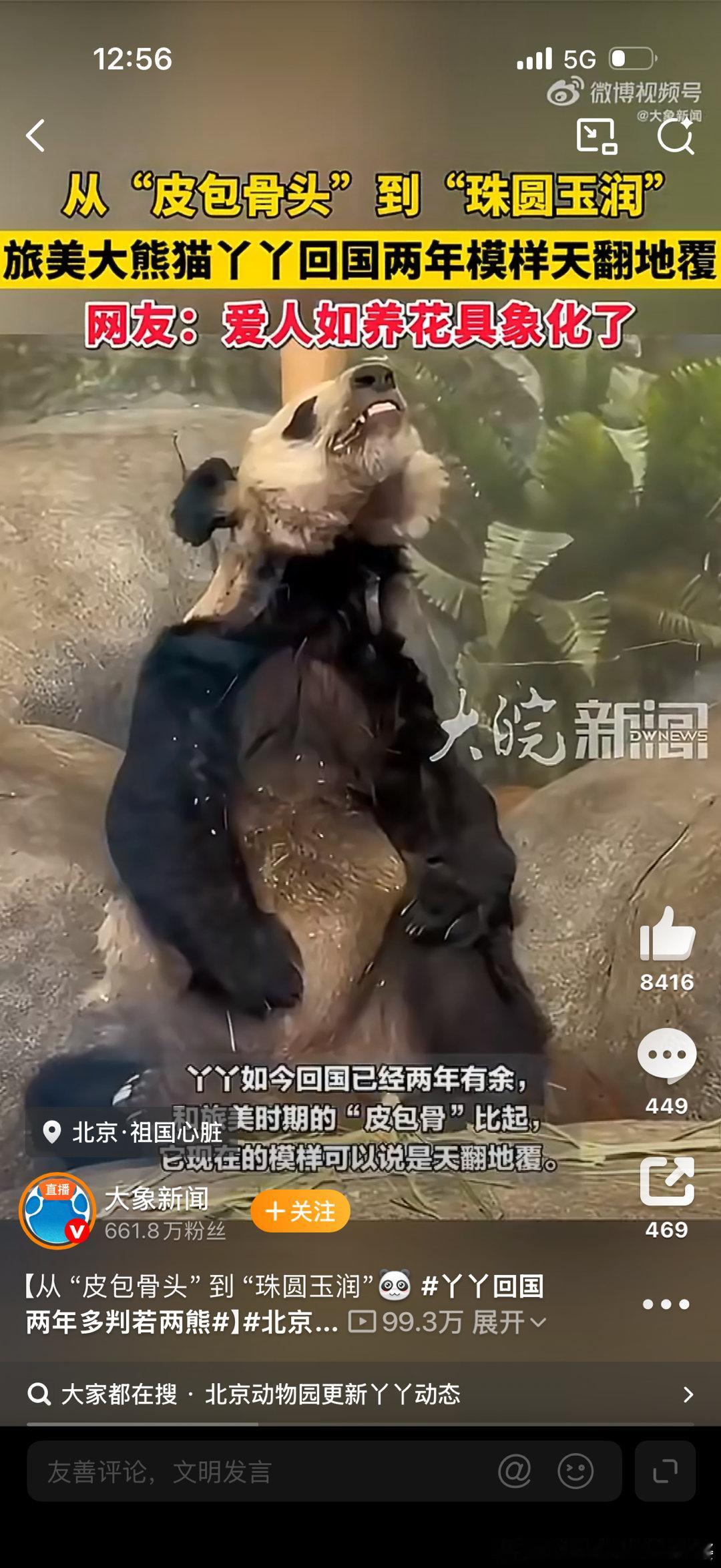 丫丫回国两年多判若两熊还真的是判若两熊。养熊猫中国人是真有一手，把它们当宝宝养，