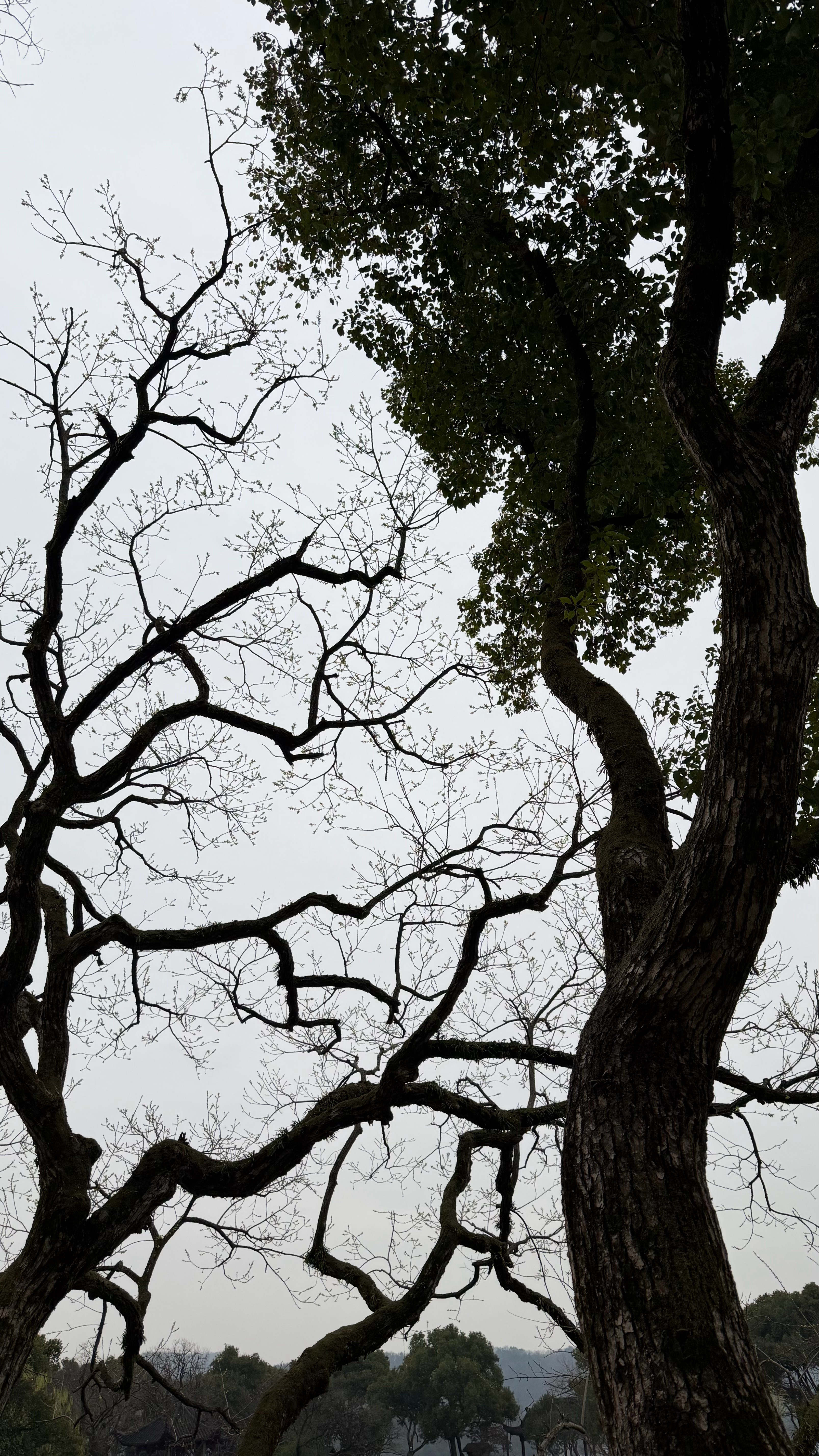 第二次来西湖啦阴天但是也很漂亮一切都很顺利哦