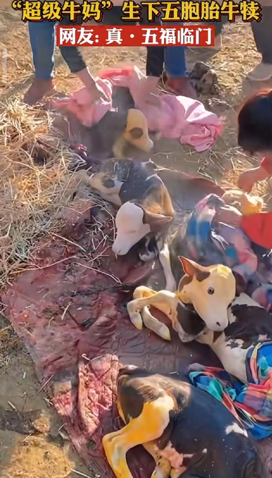 这个是真牛，甘肃的一个牛妈妈居然一胎生了5个牛宝宝！看着地上热气腾腾的牛宝宝们真