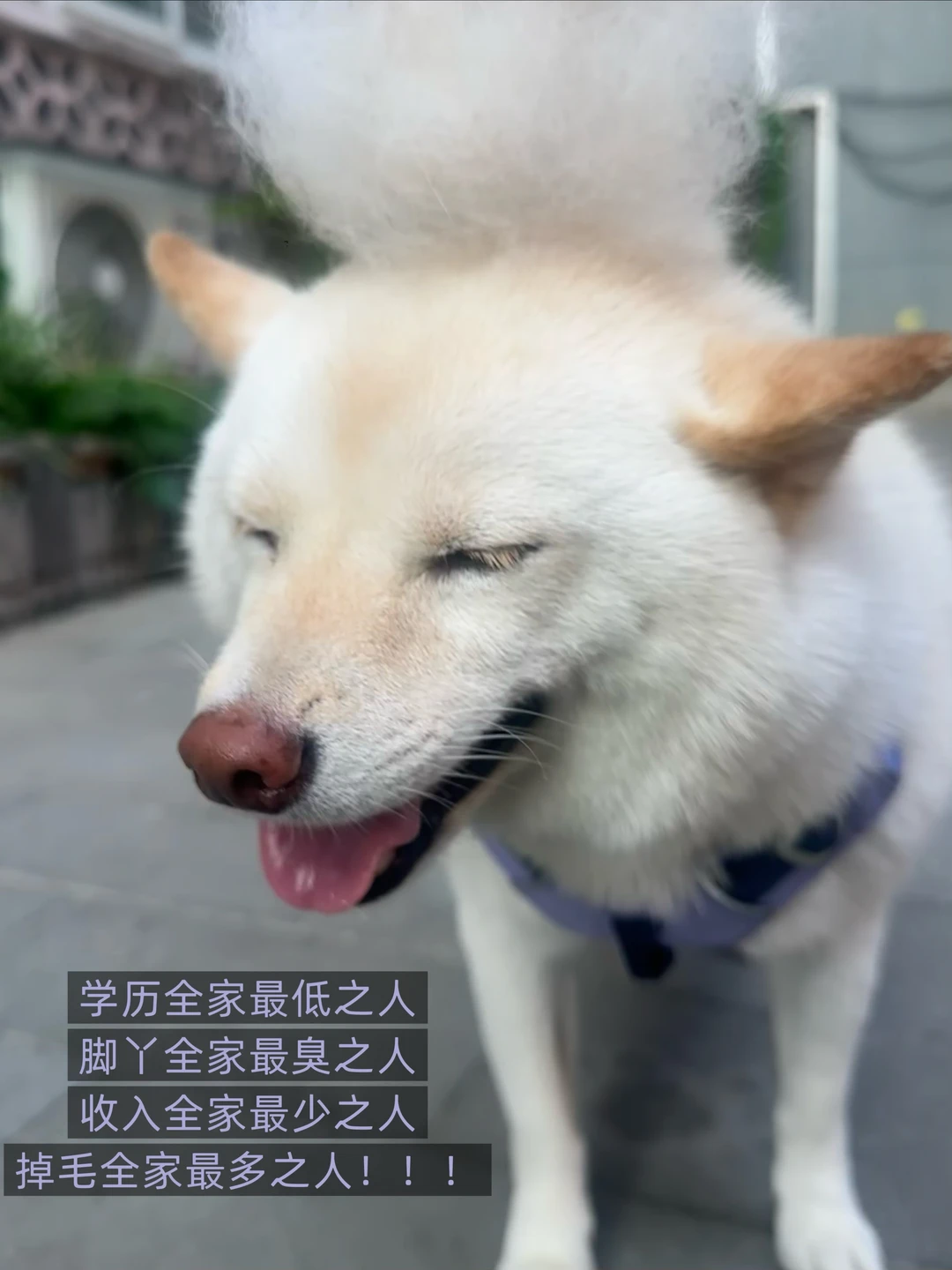 行走的蒲公英真不是闹着玩的！