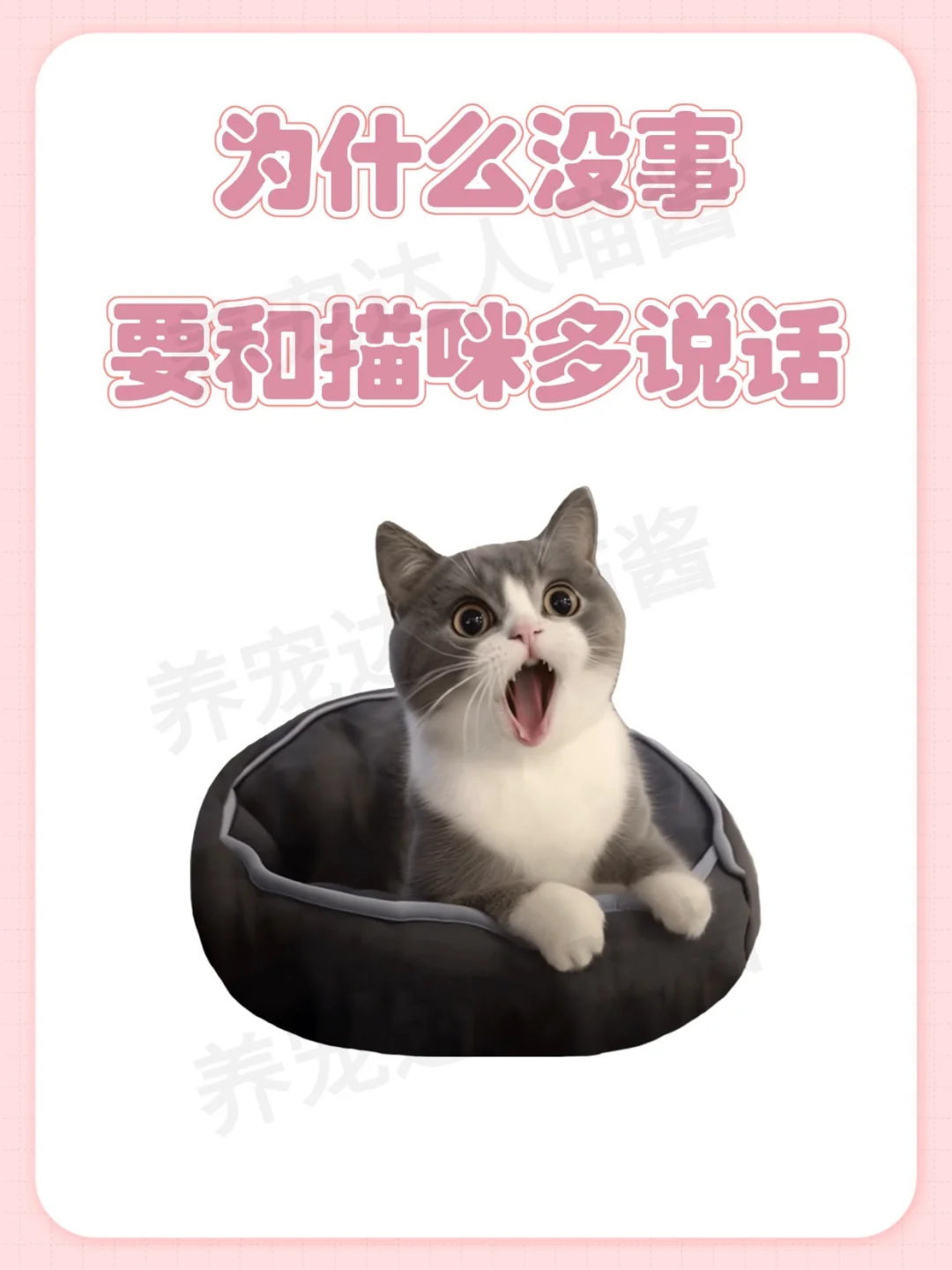 为什么没事要和猫咪多说话
