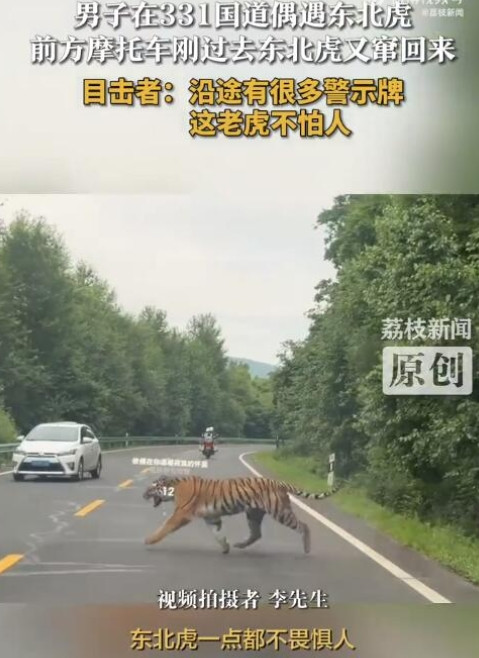 “吓坏了！”7月4日吉林，男子竟然在311国道上偶遇东北虎！摩托车刚刚驶过，一只
