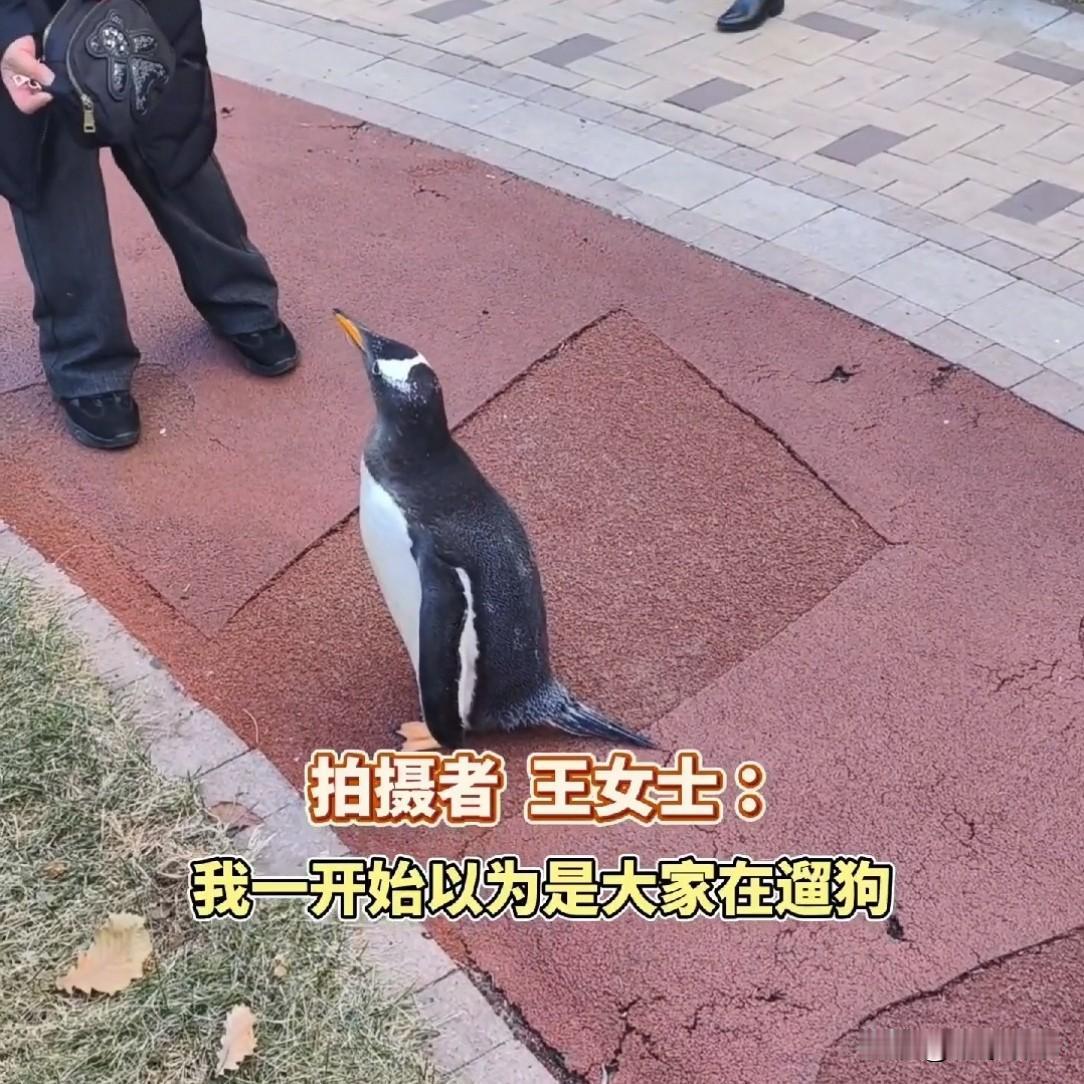 黑龙江一小区楼下，女子瞥见一处围了不少人，以为谁家遛狗。凑上前一瞧愣了，竟是只企