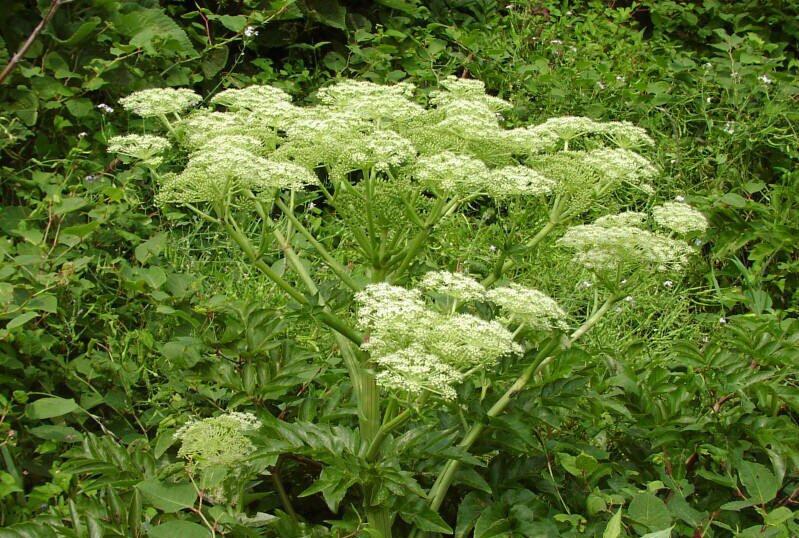 中药故事汇，今天讲当归的故事。三国时期，战乱纷飞，陇西地区有位青年名叫王某