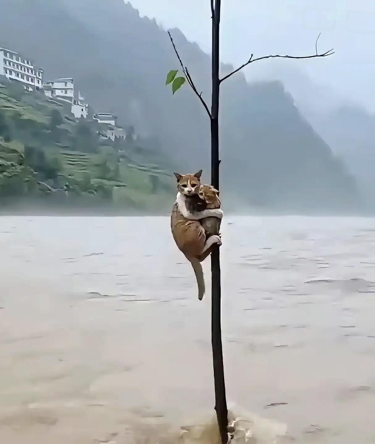 破防了！洪水绝境里一只流浪猫的母爱，着实太让人动容了，谁能想到无情天灾的滚滚洪水