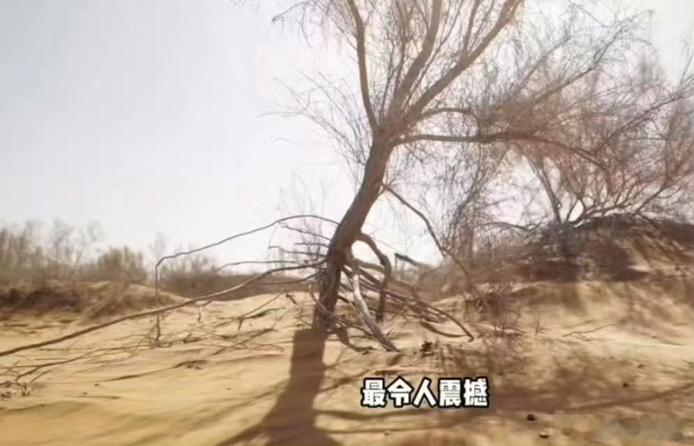 被中国人的沙漠植树奇迹震撼了黄沙漫卷的荒原之上，一代代中国人以岁月为锄、以坚守为