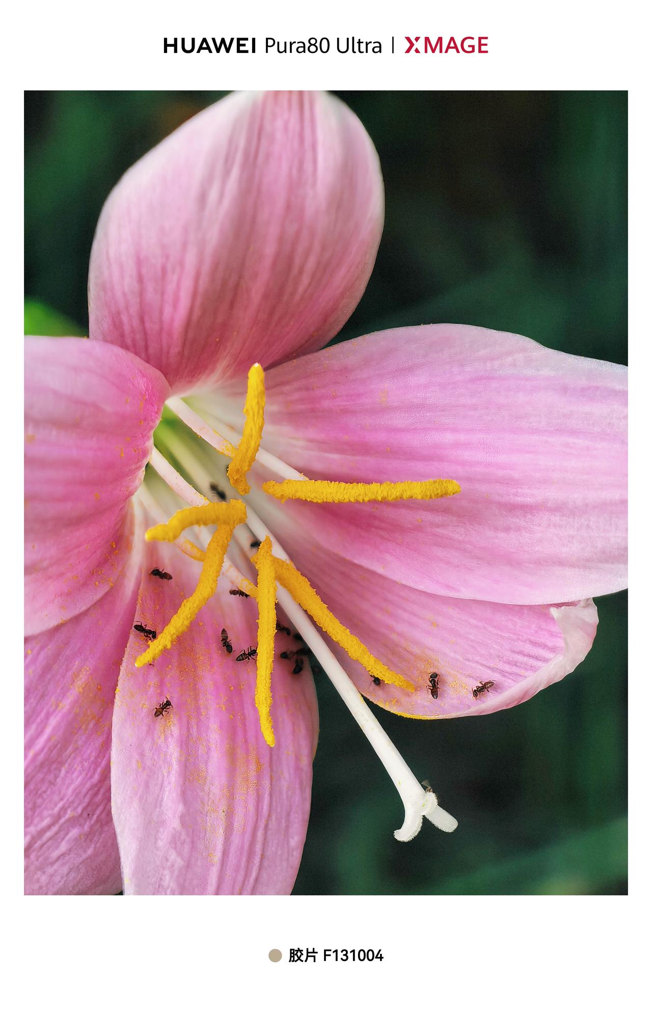 HUAWEIPura80ultraXMAGE影像，花蚂蚱狗尾草小青蛙