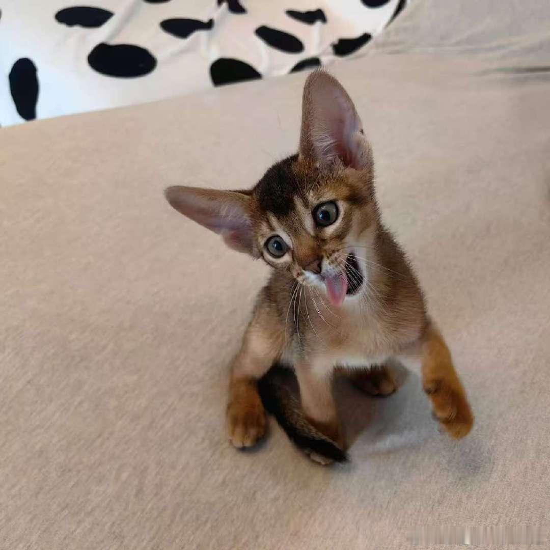 张康乐国际猫咪日晒猫张康乐晒猫咪张康乐晒猫咪啦！​​​
