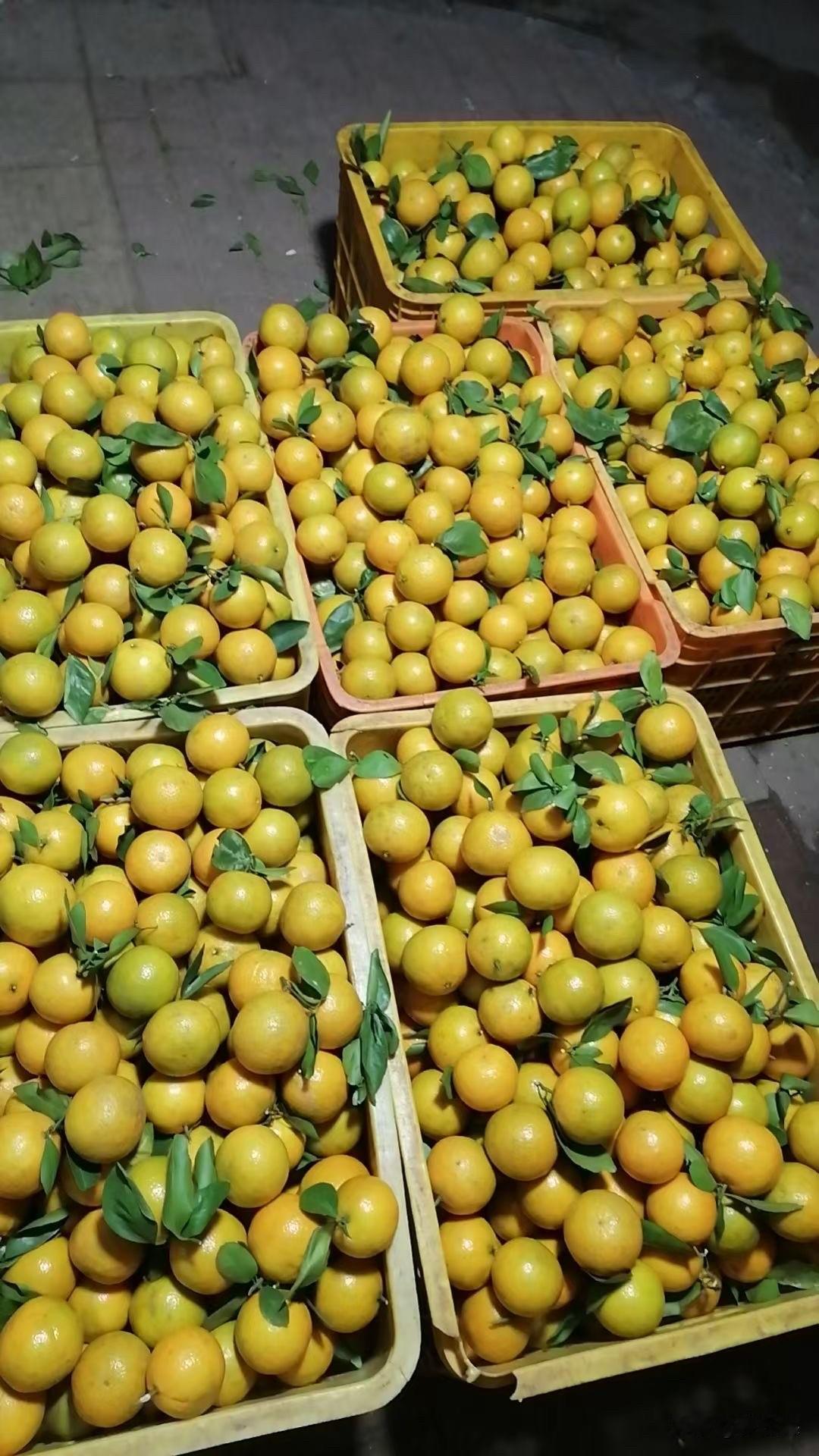 又快到吃柑桔的季节了，话说现在很多果农为了能提前上市，都在大量打催熟剂，而且为了