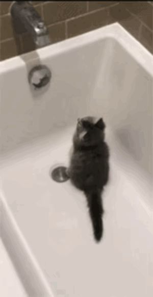 猫咪此时此刻肯定在想，家里是不是藏着另一只猫？