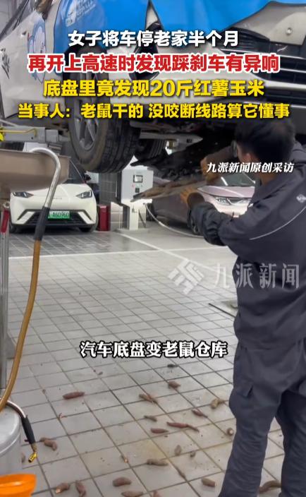 这事儿真够离谱的！广西那个车主把车停老家半个月，底盘居然塞了20斤红薯玉米，