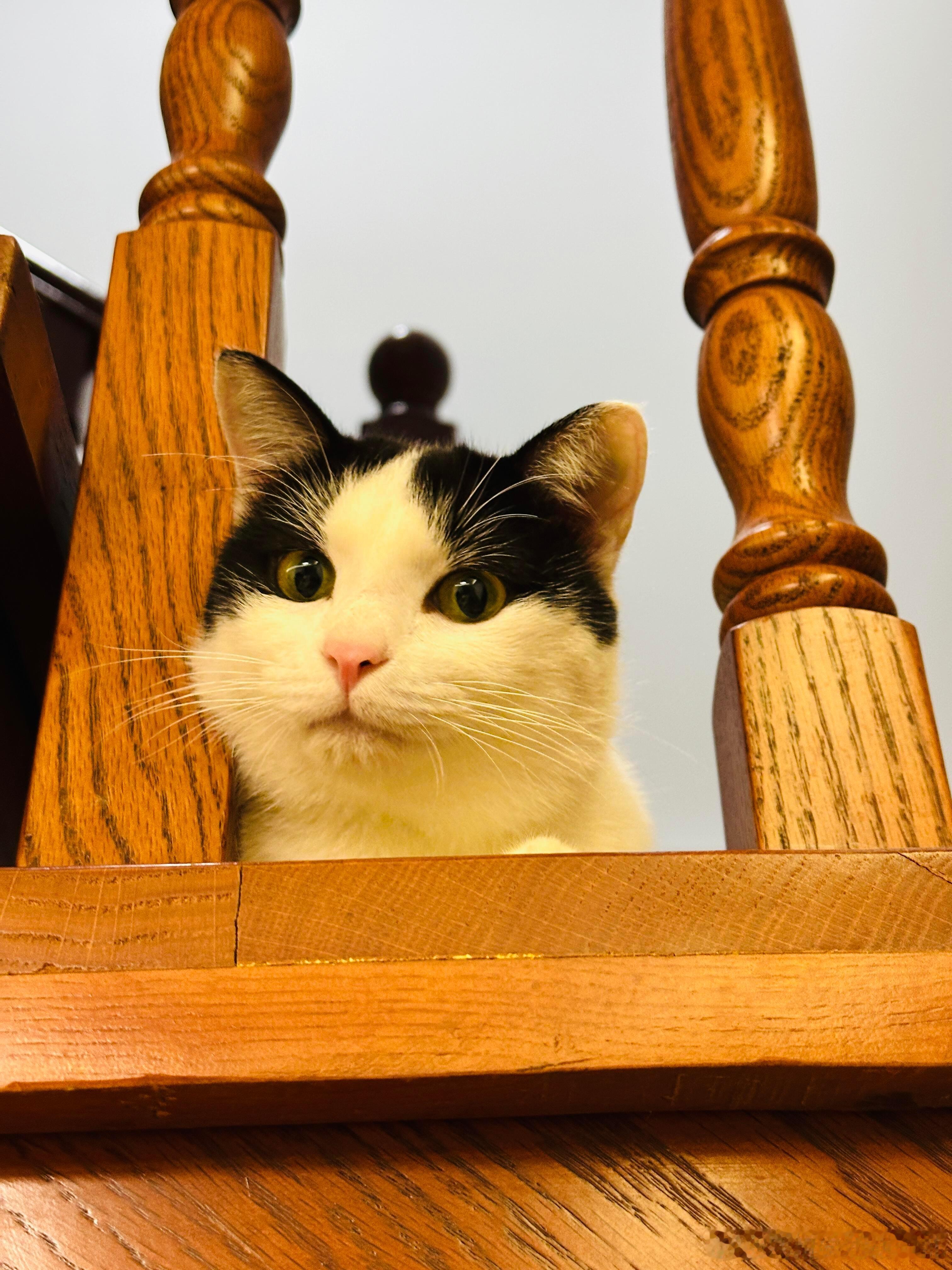 给小猫扎了一个丸子头​​​