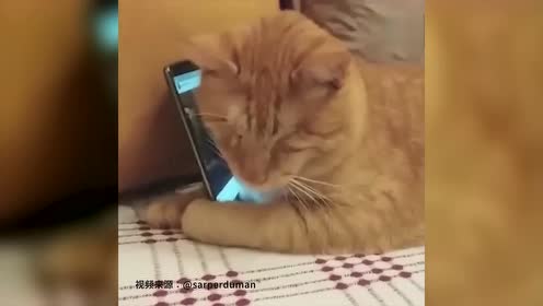 猫喜欢听的音乐大全 6747083285022989784.jpg?id=0