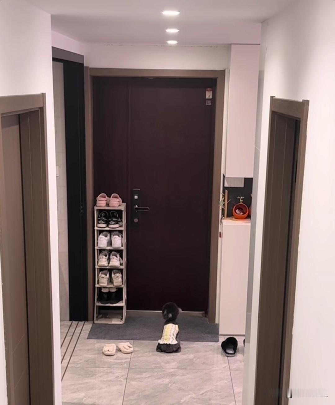 监控下主人上班，宠物总天坐在门口焦急不安地等着主人下班，主人在手机里看到它心里也