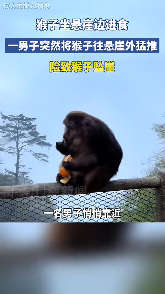 “太过分了！”5月6日，四川乐山，一只猴子在悬崖护栏边安静扒橘进食，一男子悄然靠