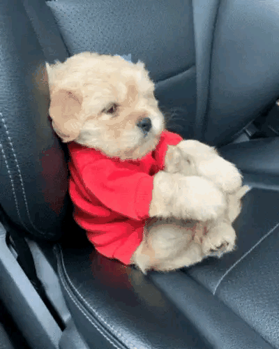 早晨在饭店吃早点，一只小流浪狗畏畏缩缩的来到饭店门口想讨点吃的，被饭店老板一棍子