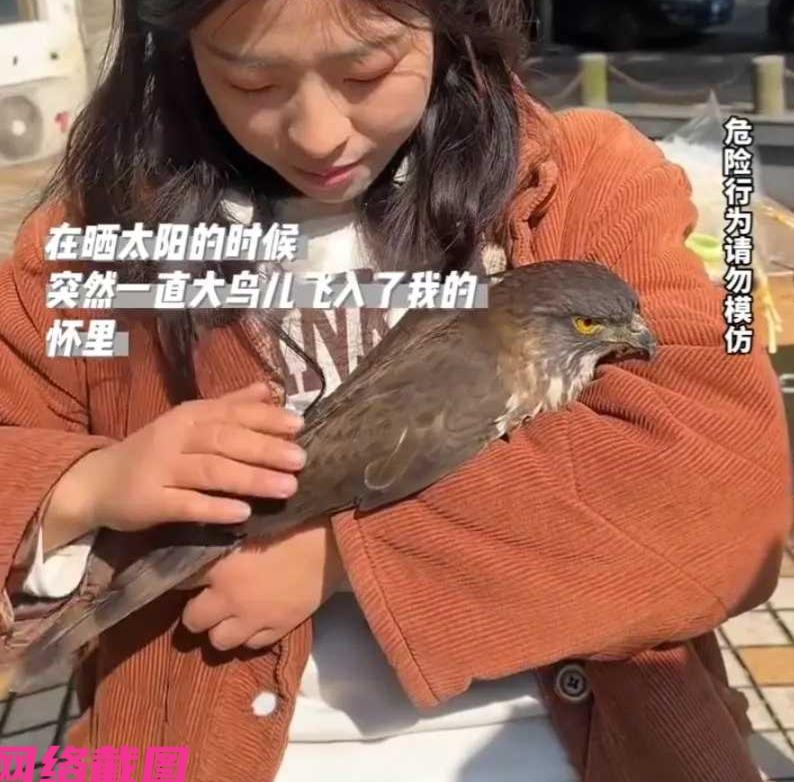 四川有女子刚出门，不知哪里突然飞来一个大鸟就趴在了女子的臂弯上，女子一时之间恍然
