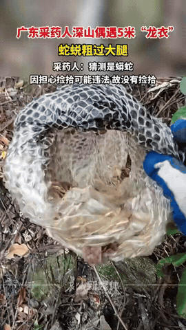 万万没想到！广东阳江，男子上深山采药，发现草丛里有一条大蛇，他半天没敢动，后面才