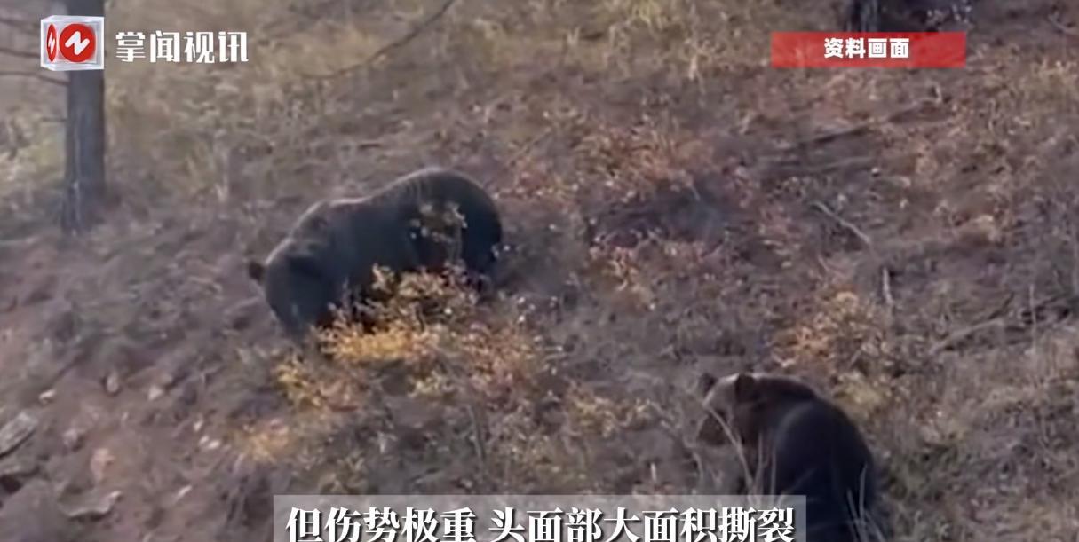 “这就是命啊！”甘肃，一孕妇在野外放牧时，突然被一头黑熊袭击，孕妇的头部瞬间被黑